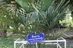 ต้นลาน-1