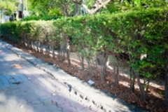 ภาพบรรยากาศกิจกรรม big-clean